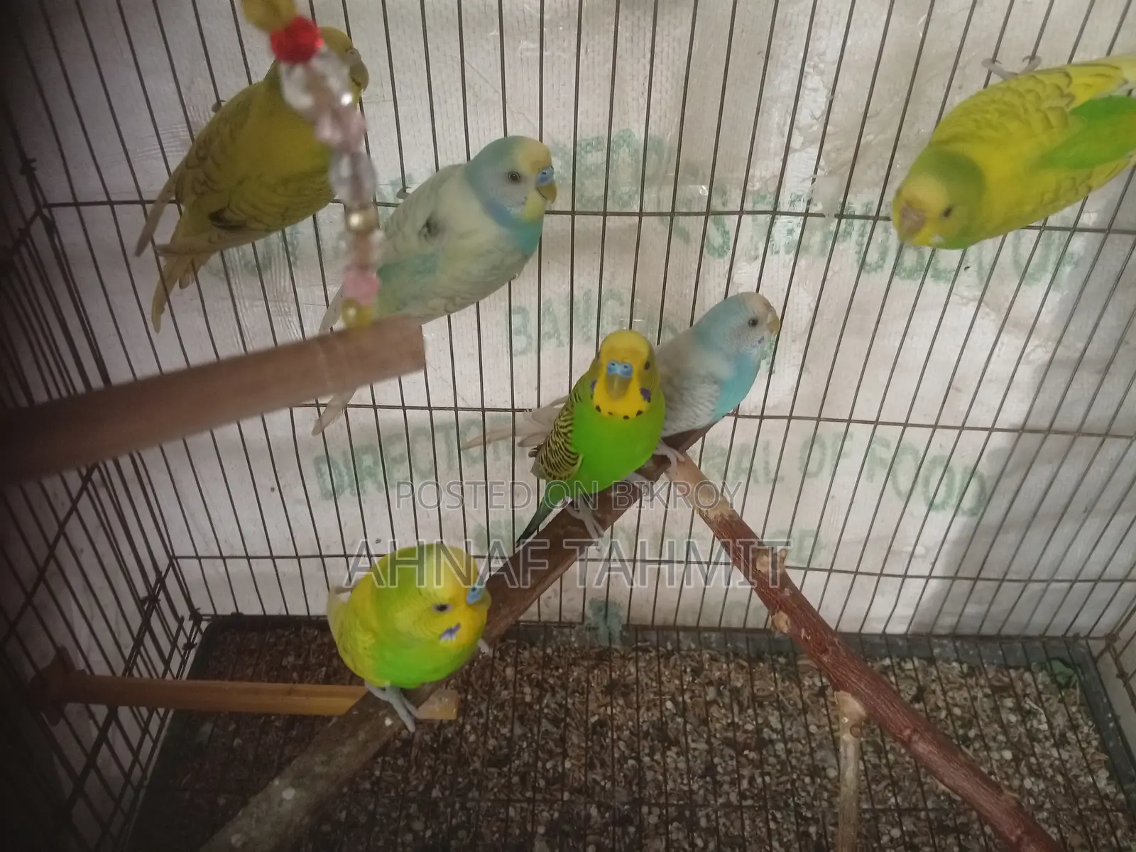 Healthy Adult Budgies