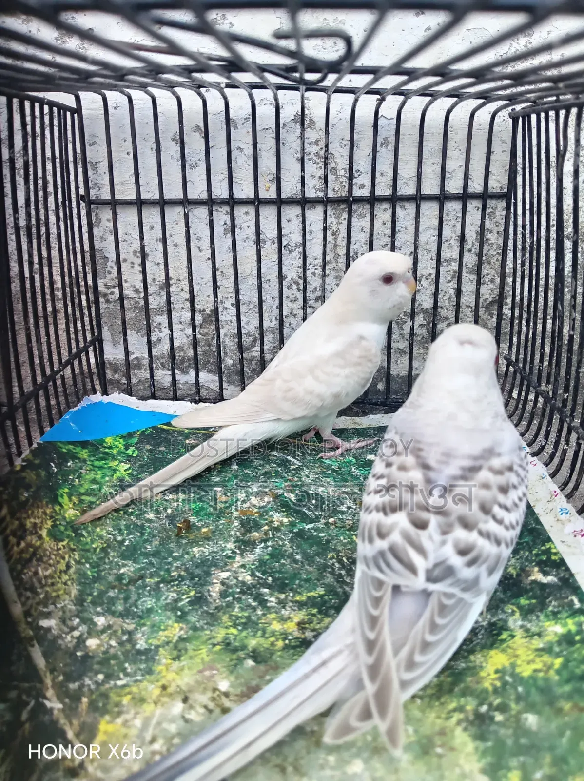 A pair of Fallow Budgerigar birds for sale.