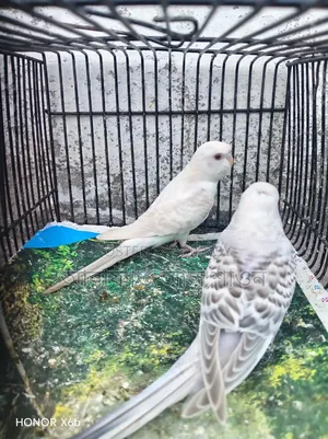A pair of Fallow Budgerigar birds for sale.