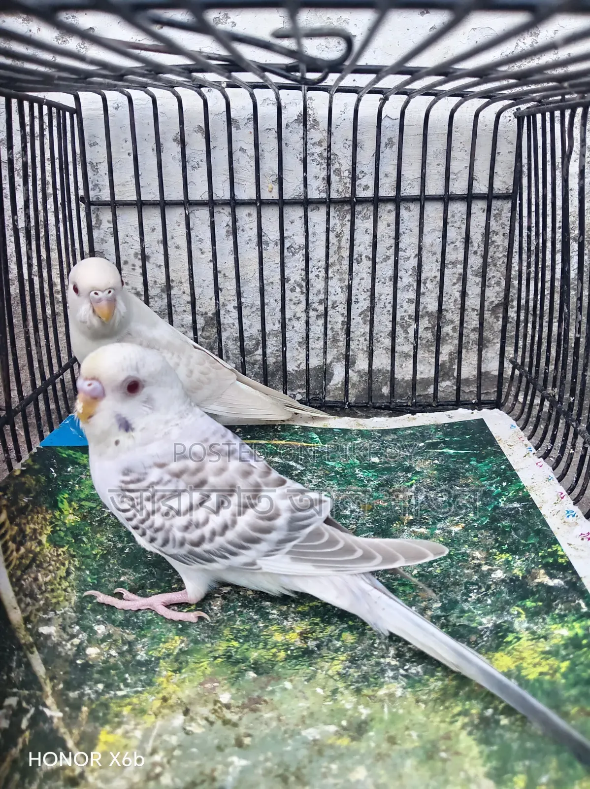 A pair of Fallow Budgerigar birds for sale.