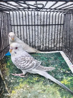 A pair of Fallow Budgerigar birds for sale.