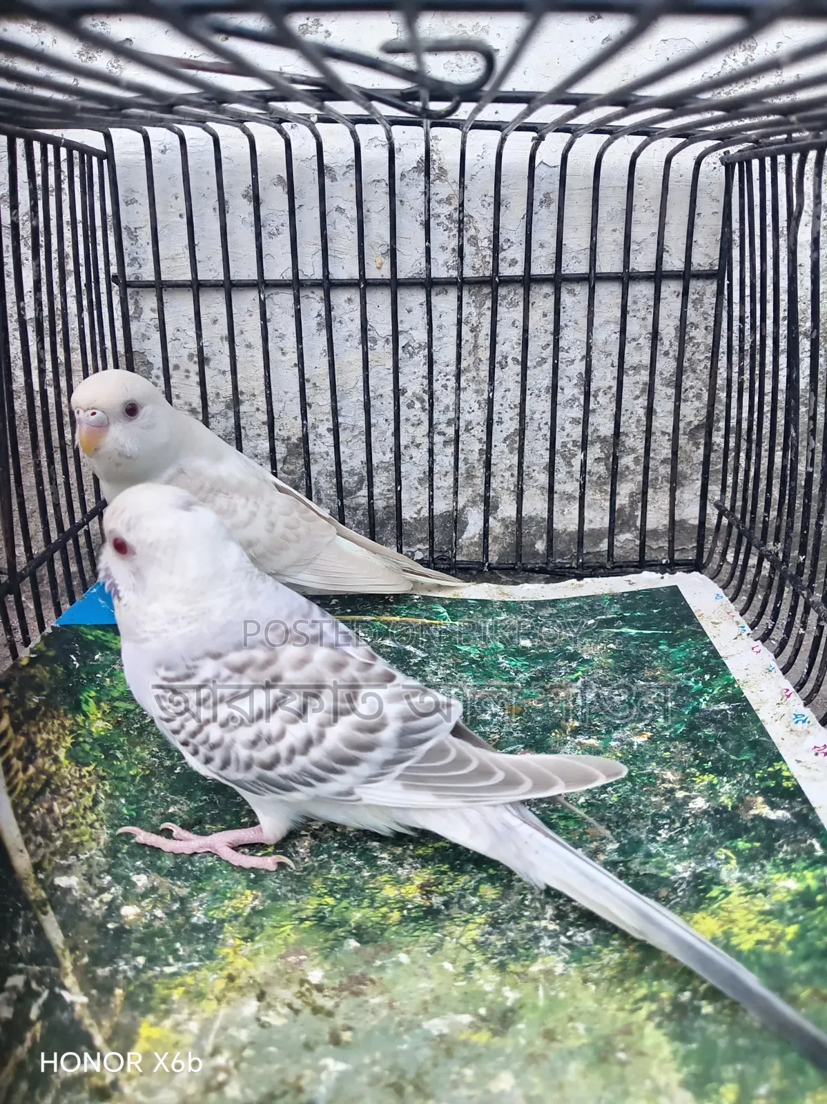 A pair of Fallow Budgerigar birds for sale.