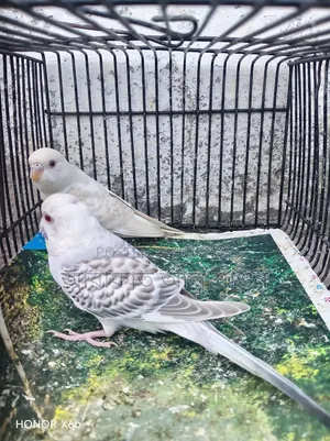 A pair of Fallow Budgerigar birds for sale.