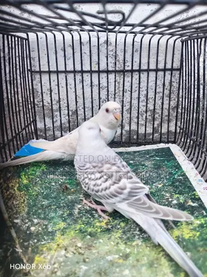 A pair of Fallow Budgerigar birds for sale.