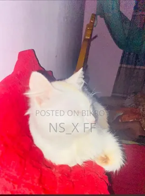 ৬-১২ মাসের পুরুষ খাঁটি পার্সিয়ান