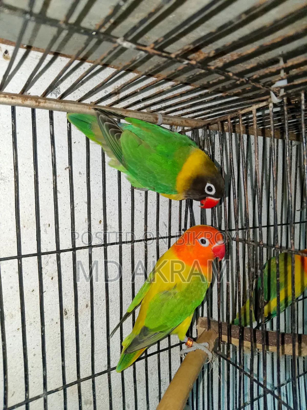 Lovebird Bird