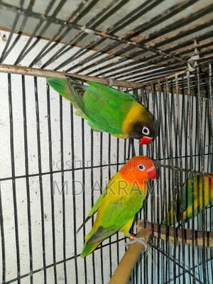 Lovebird Bird