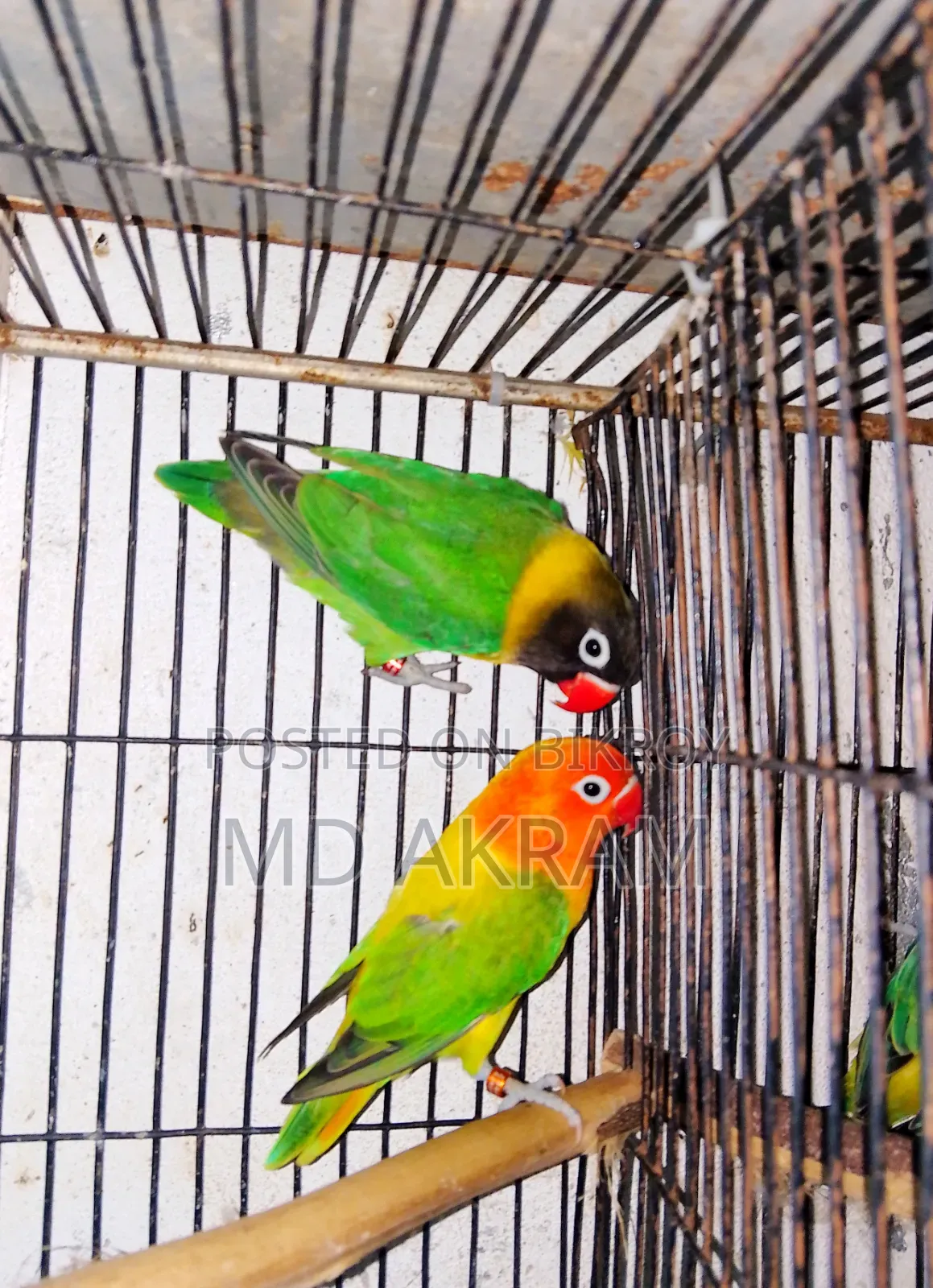 Lovebird Bird