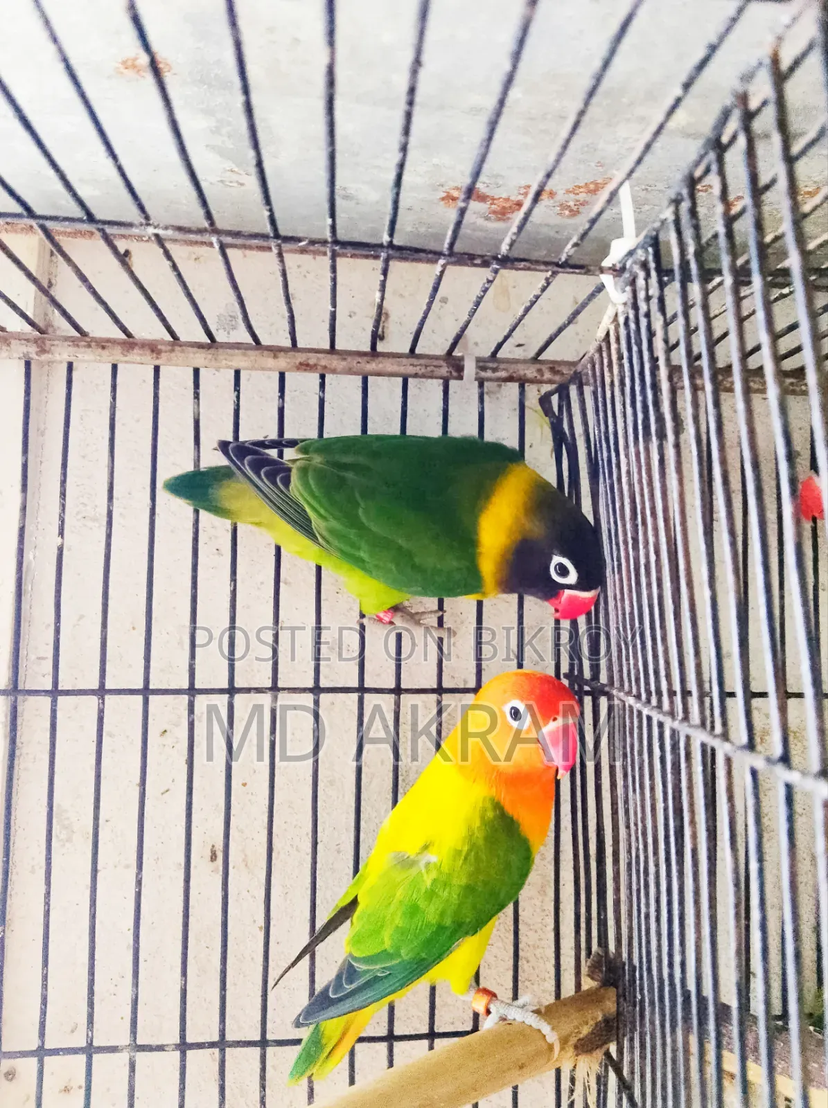 Lovebird Bird
