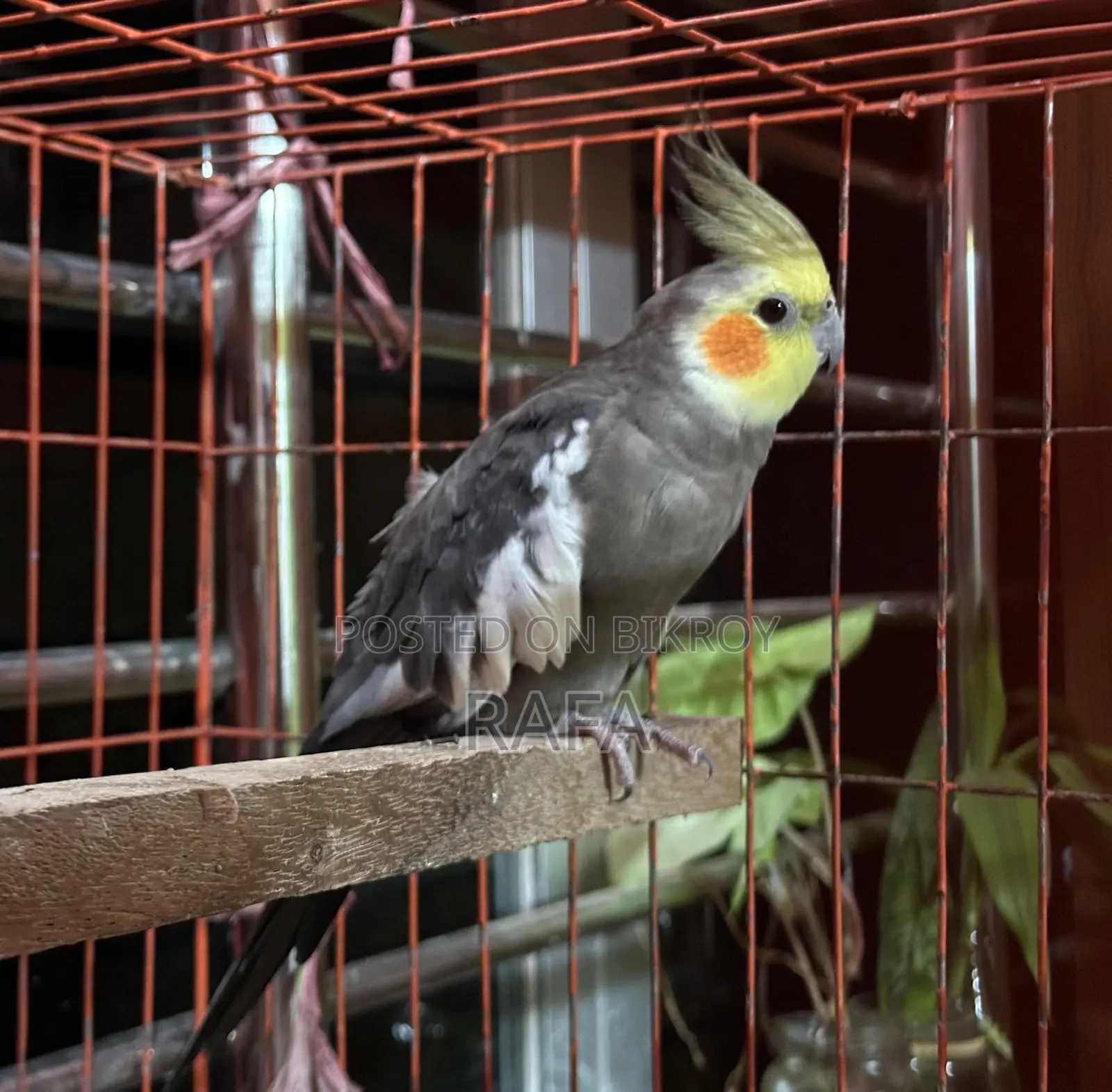Male Cockatiel