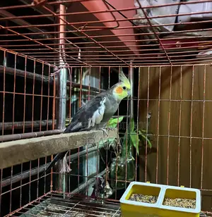 Male Cockatiel