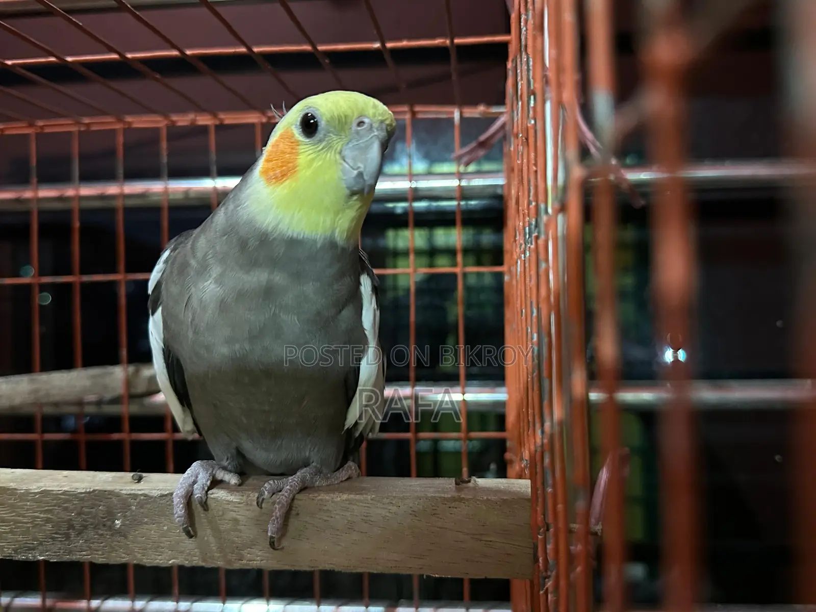 Male Cockatiel