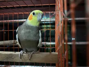 Male Cockatiel