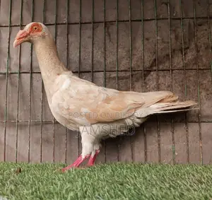 Fancy Pigeons