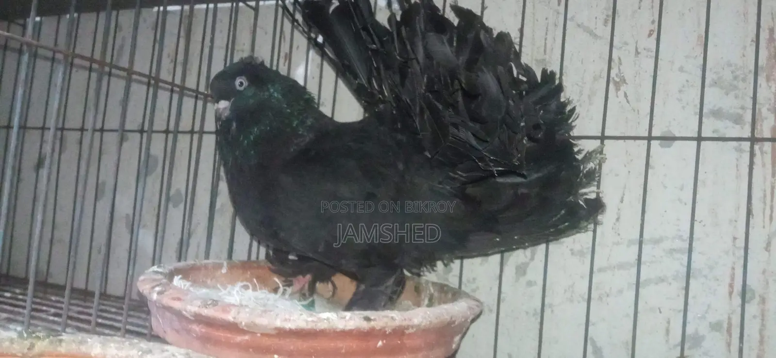 Fancy Pigeons