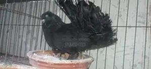 Fancy Pigeons