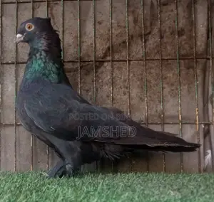 Fancy Pigeons