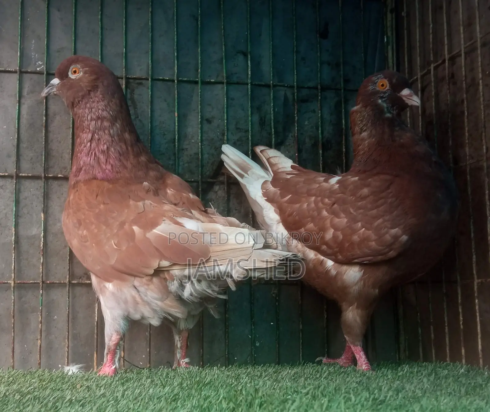 Fancy Pigeons