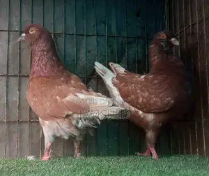 Fancy Pigeons