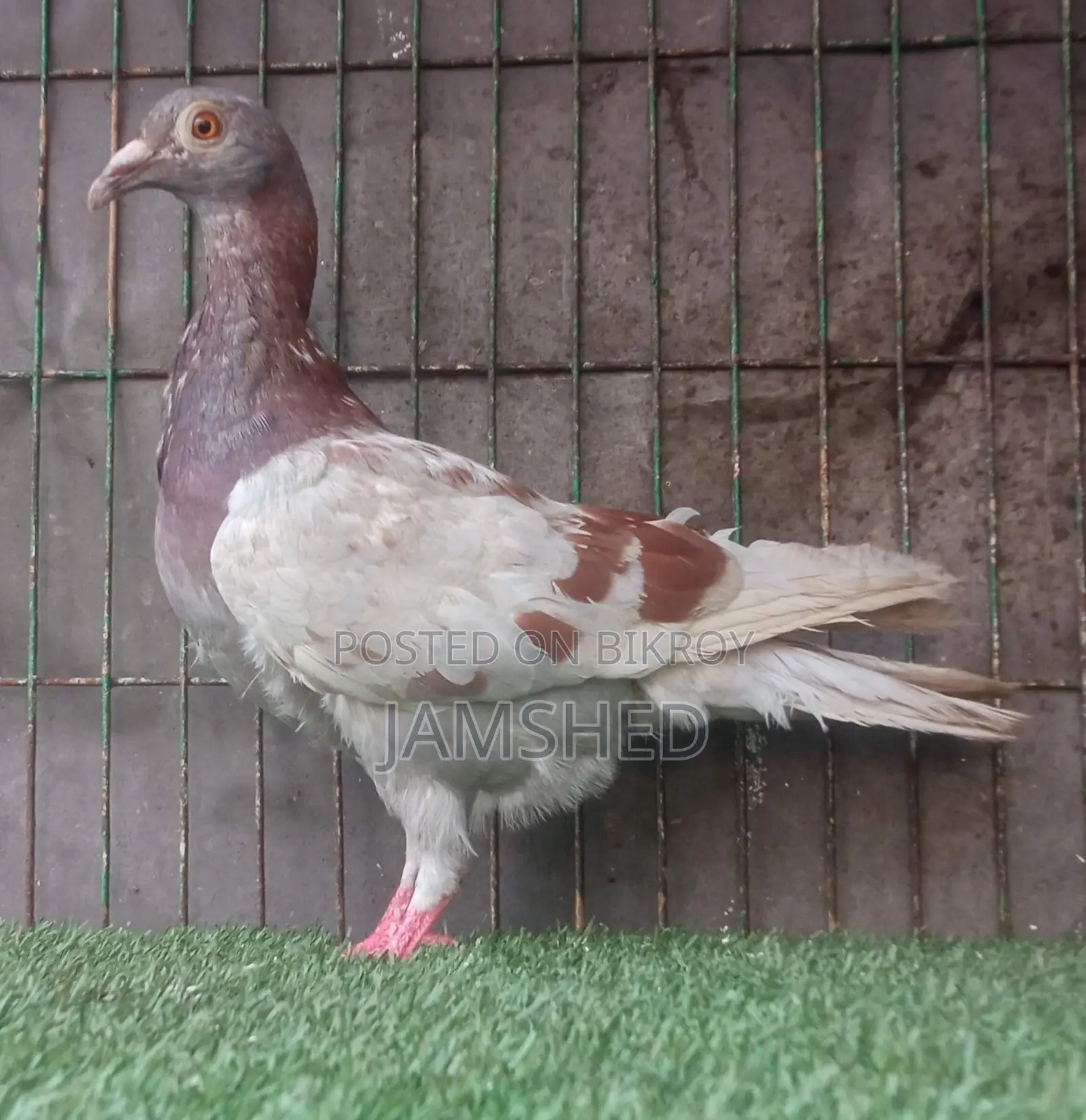 Fancy Pigeons