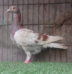 Fancy Pigeons