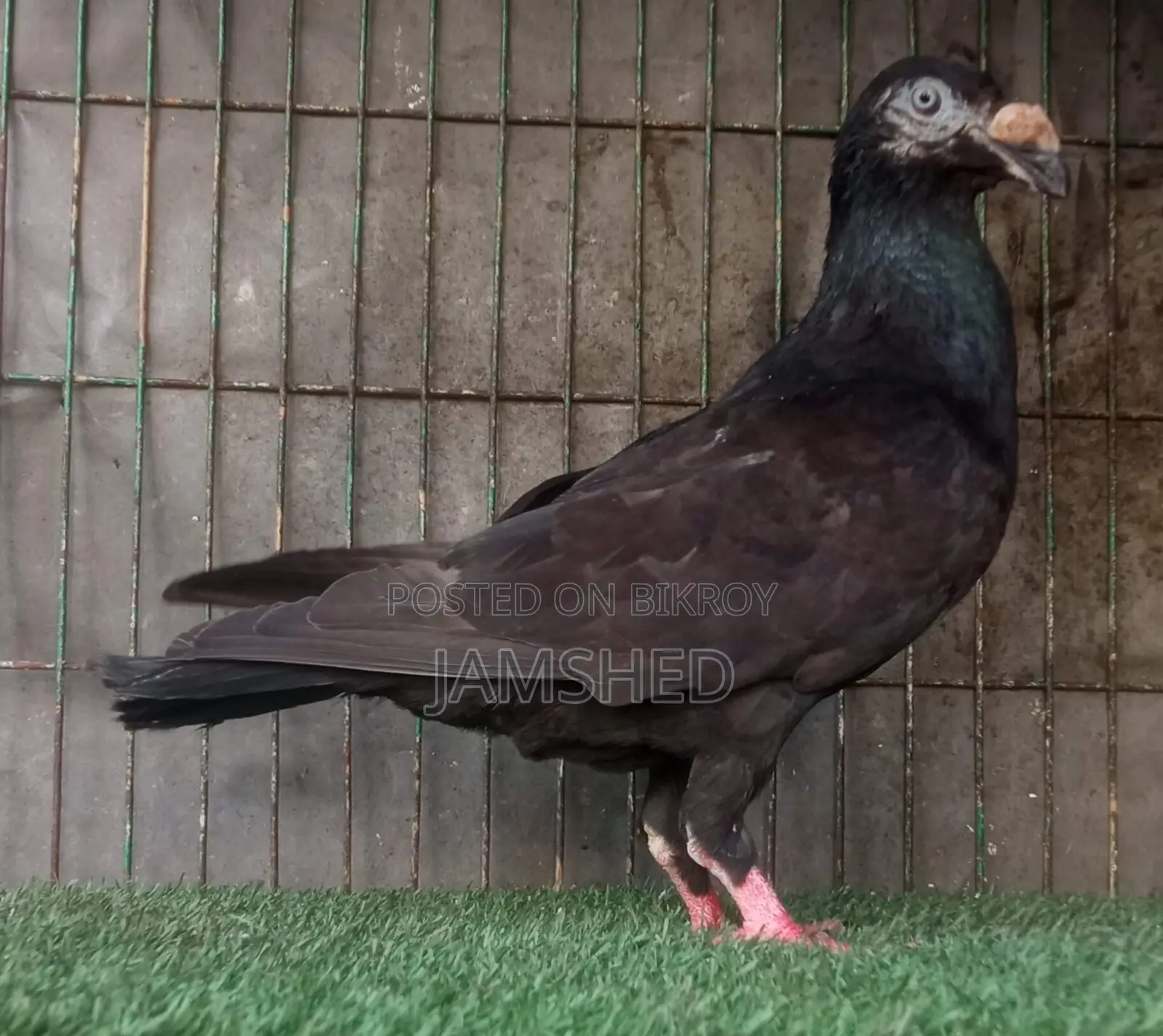 Fancy Pigeons