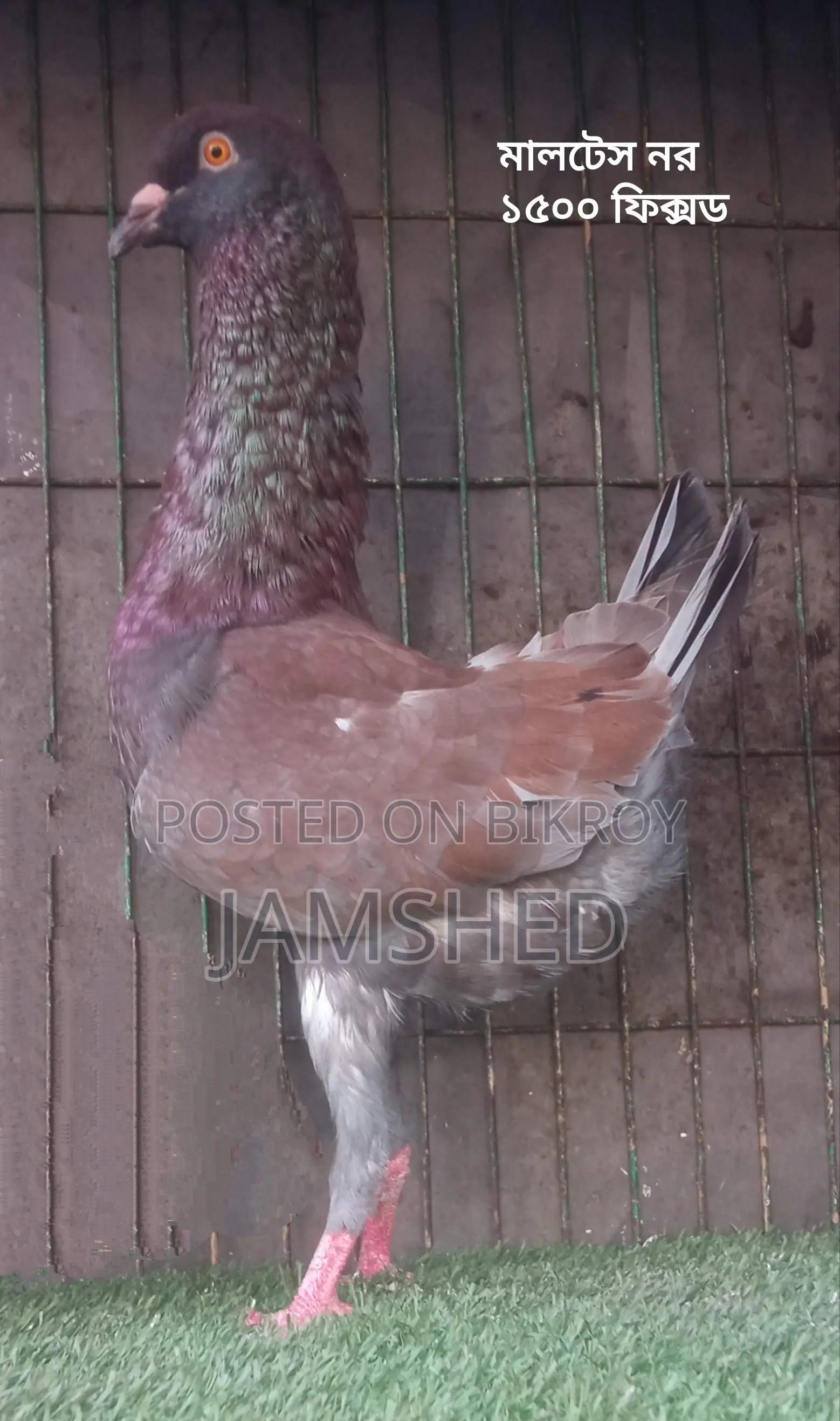Fancy Pigeons