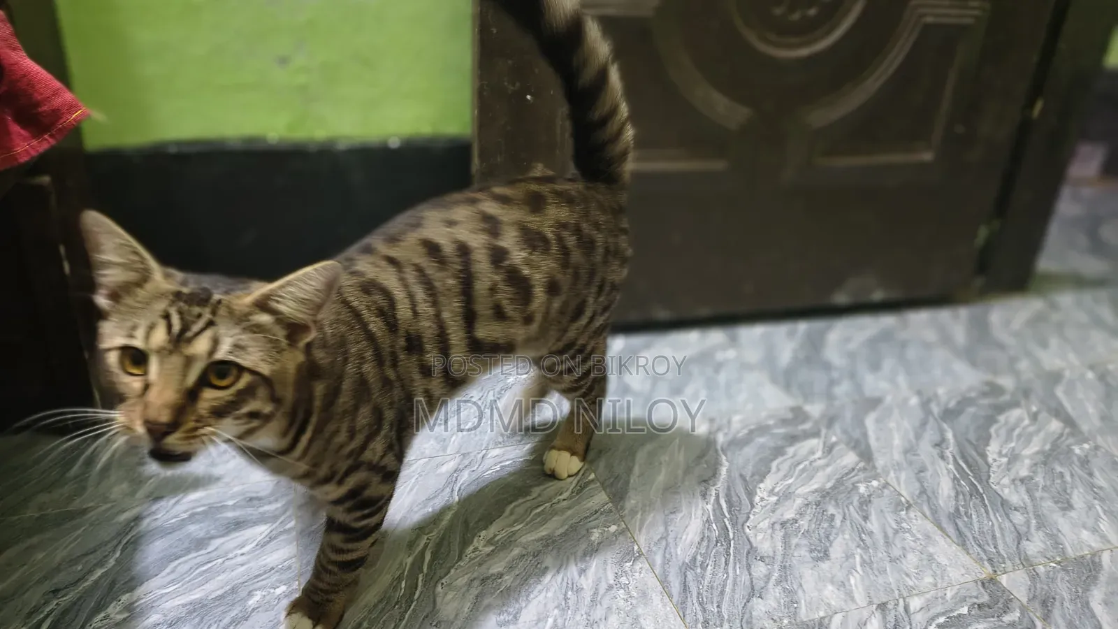 ১-৩ মাস বয়সী ফিমেল মিক্সড ব্রিড টার্কিশ অ্যাঙ্গোরা