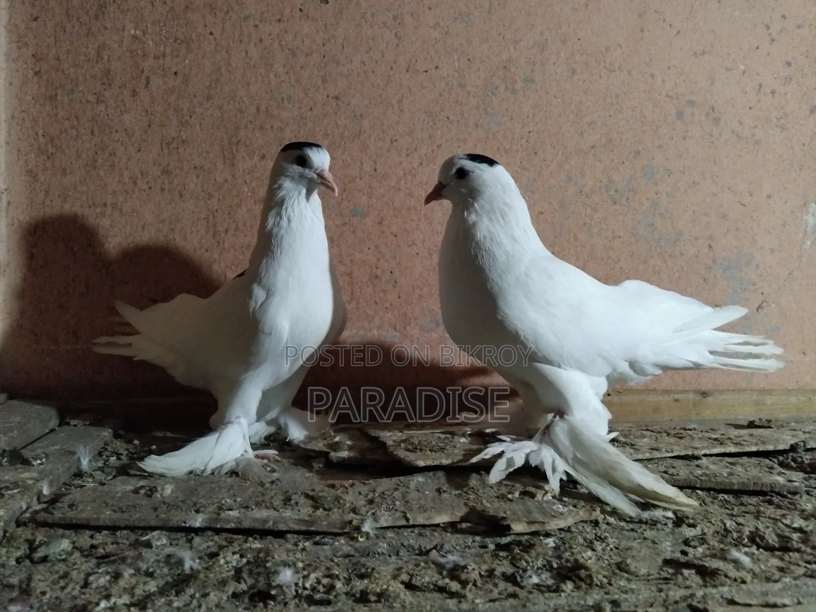 পেশাওয়ার কবুতর