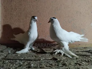 পেশাওয়ার কবুতর