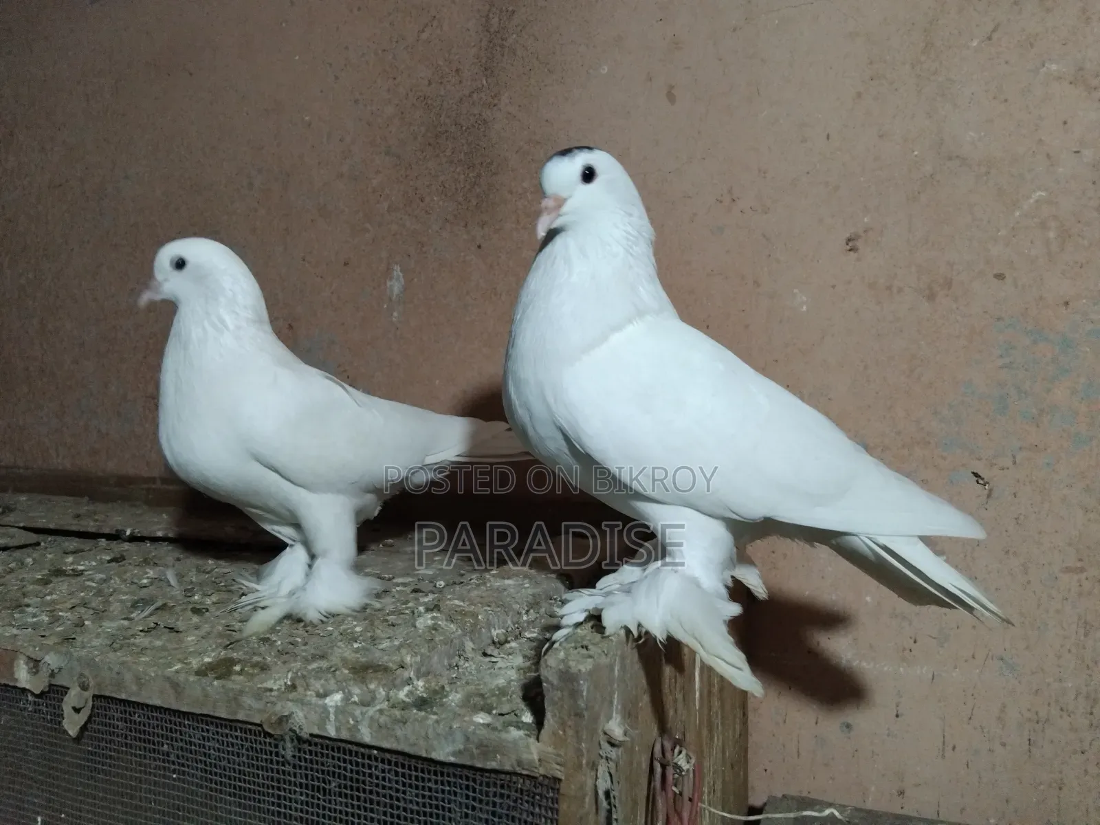 পেশাওয়ার কবুতর