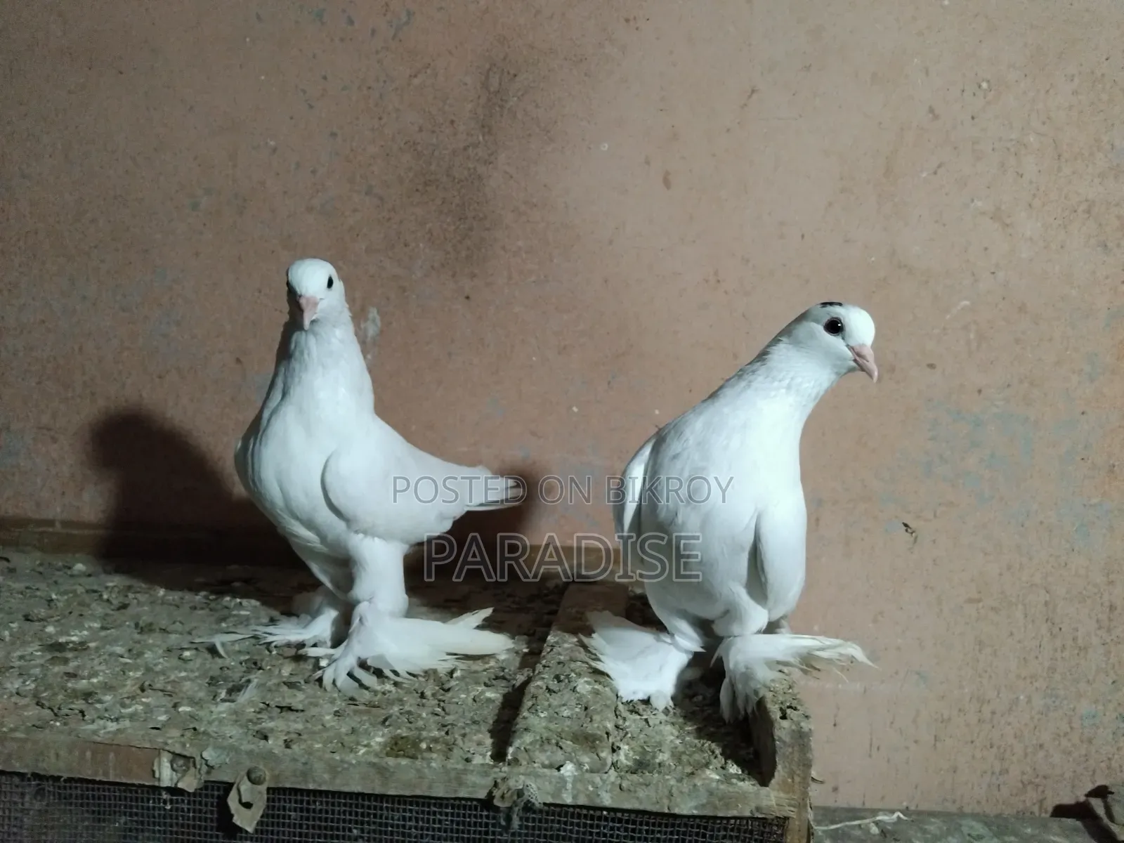 পেশাওয়ার কবুতর