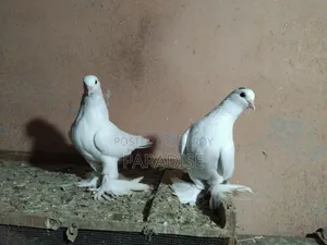 পেশাওয়ার কবুতর