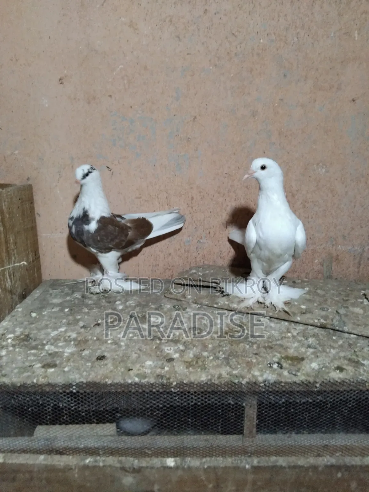 পেশাওয়ার কবুতর
