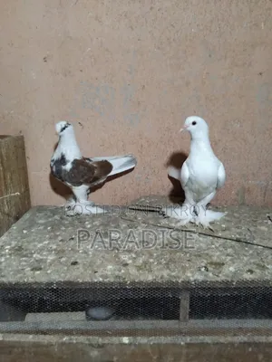 পেশাওয়ার কবুতর