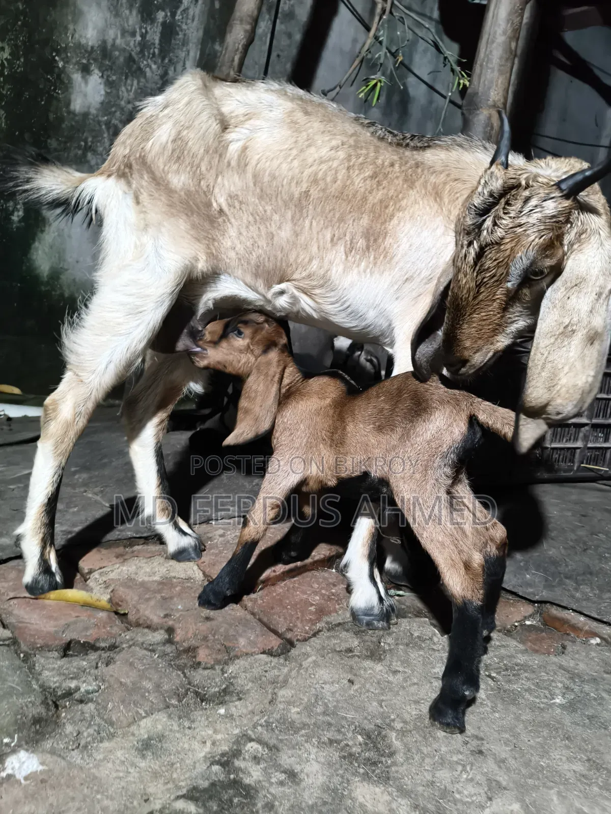 Goat for Sale