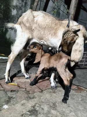 Goat for Sale