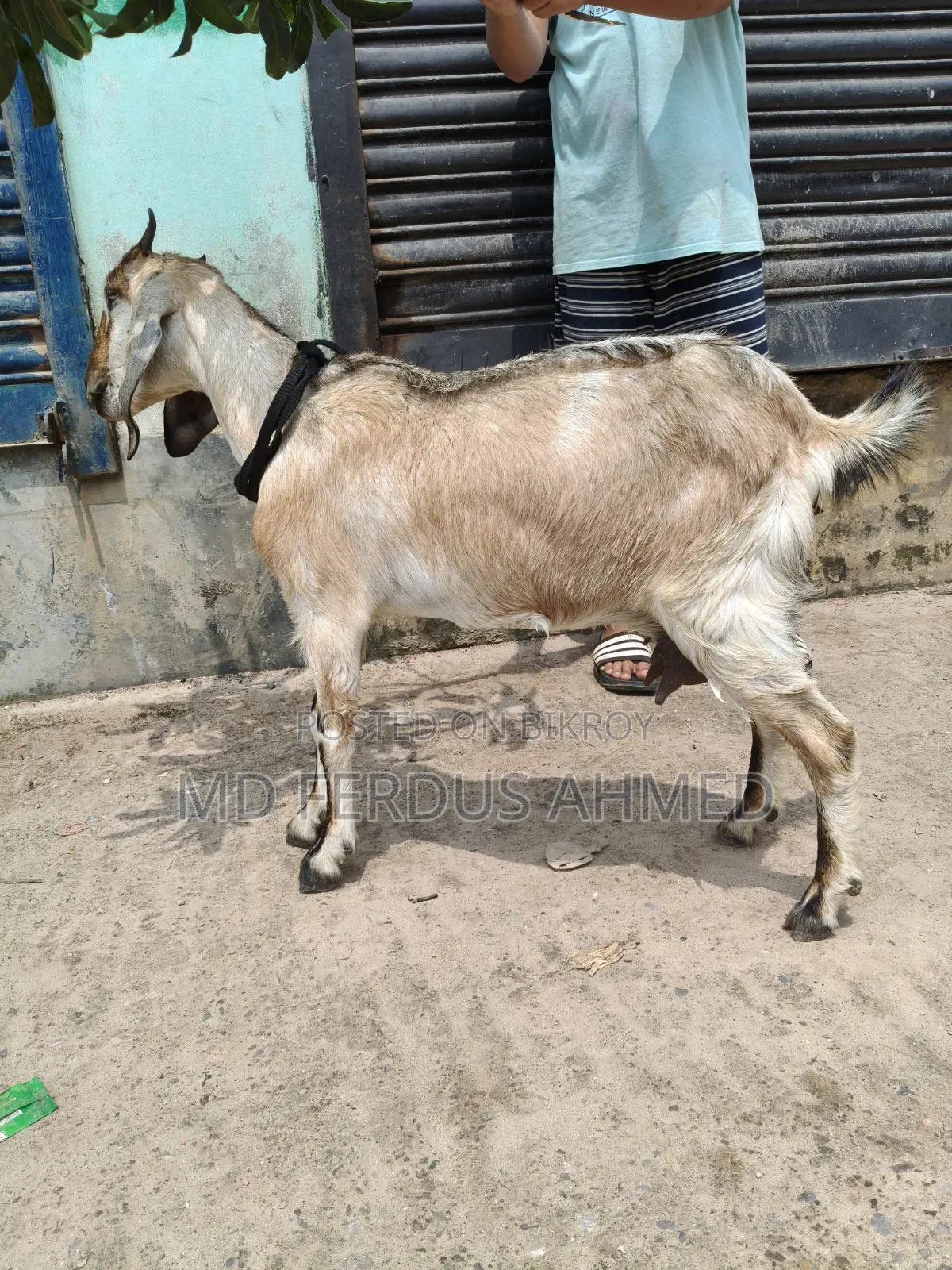 Goat for Sale