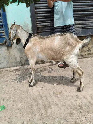 Goat for Sale