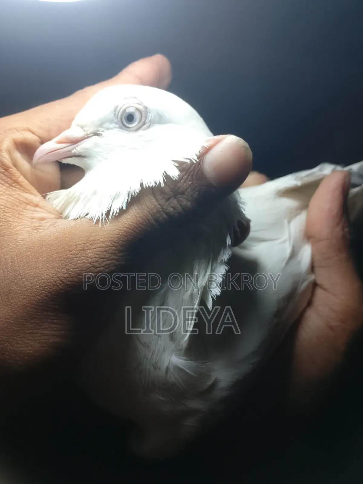 Good quality pigeons