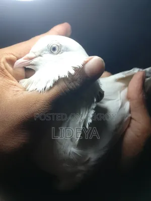 Good quality pigeons