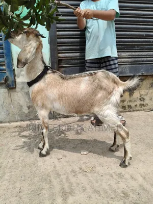 Goat for Sale