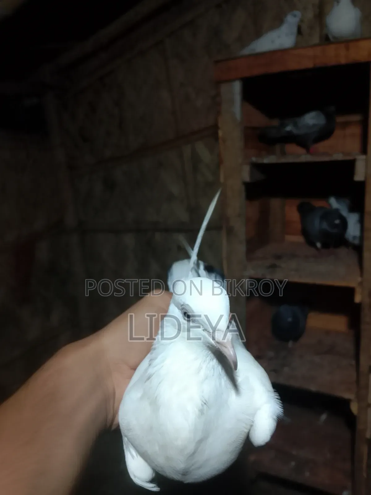 Good quality pigeons