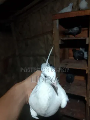 Good quality pigeons