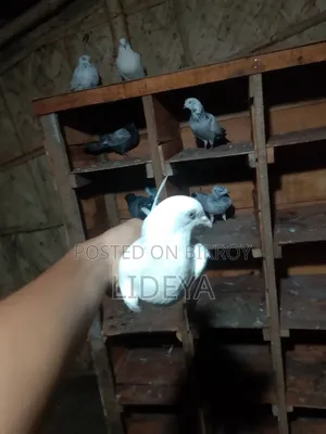 Good quality pigeons
