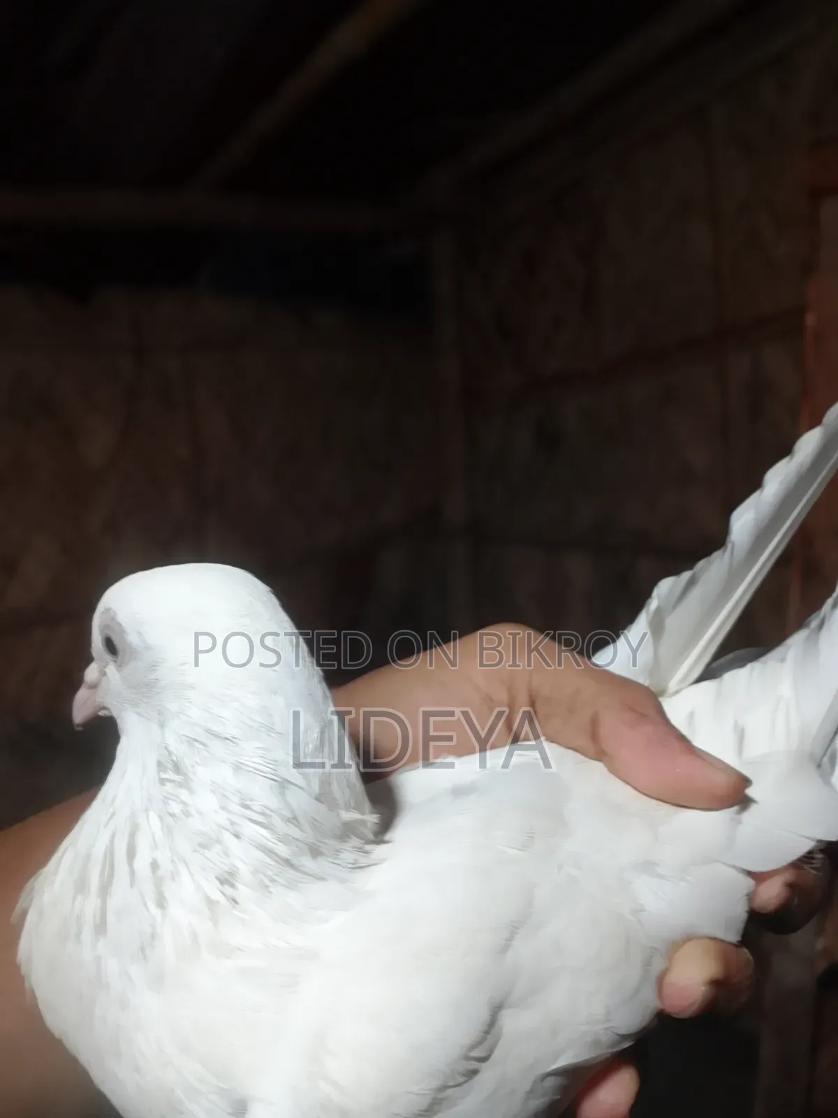 Good quality pigeons