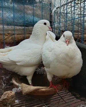 King Pigeon (Running)