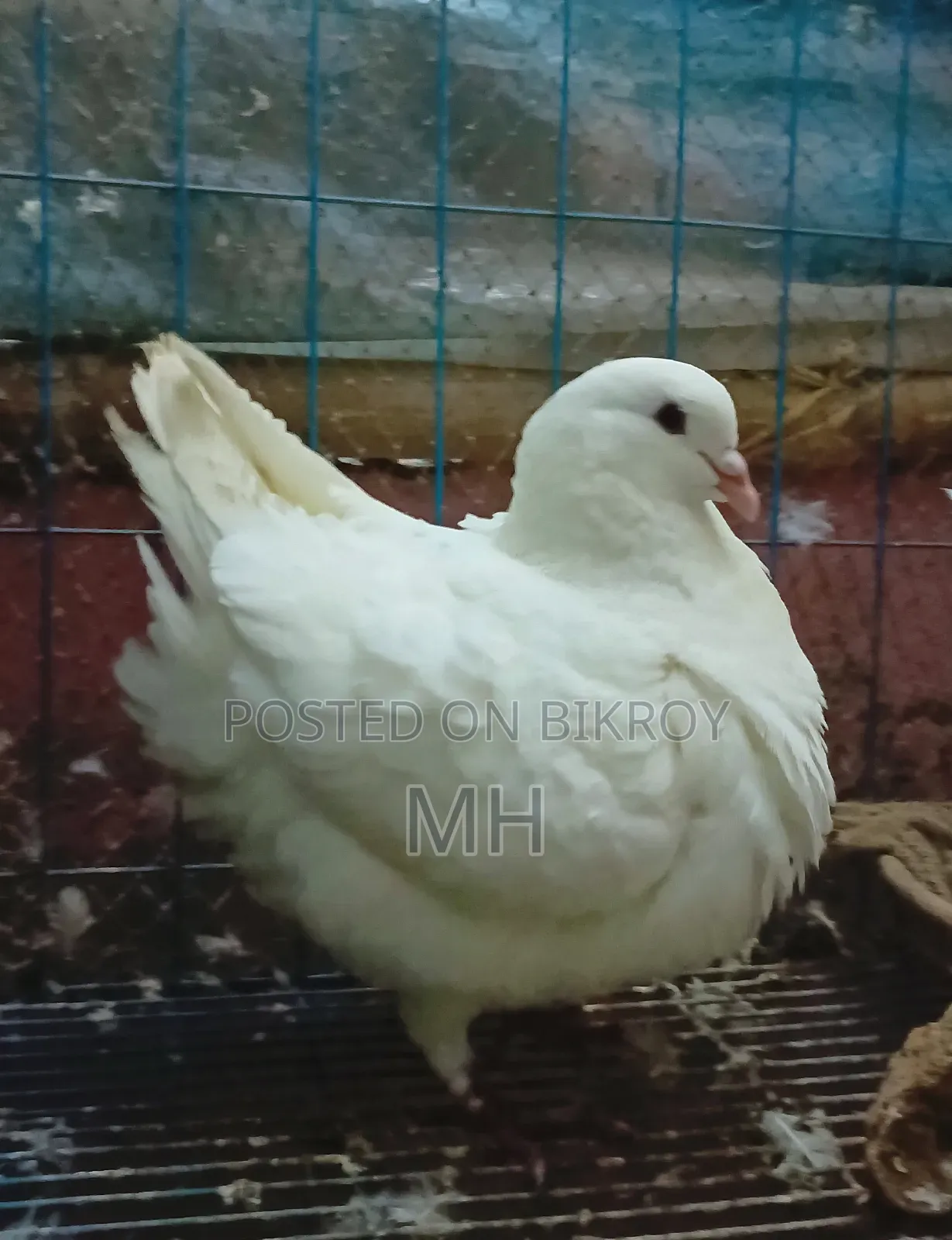 King Pigeon (Running)