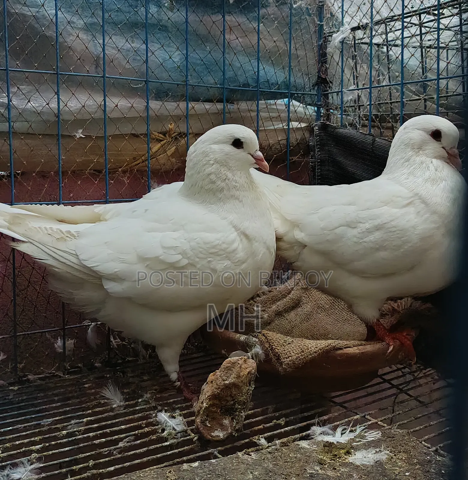 King Pigeon (Running)