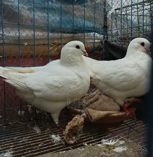 King Pigeon (Running)